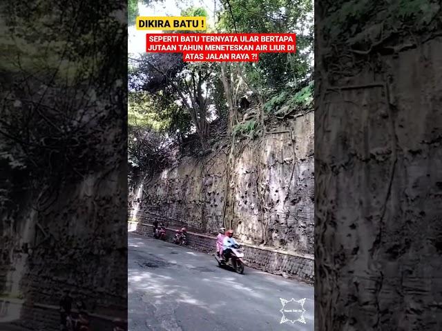 DIKIRA BATU ! INILAH ULAR BERTAPA JUTAAN TAHUN MENETESKAN AIR LIUR DI ATAS JALAN RAYA ?! #shorts