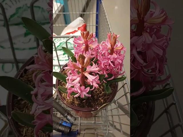 Red Hyacinth - the perfect spring blooming bulb? Spring bulbs at Lowe's #planthaul