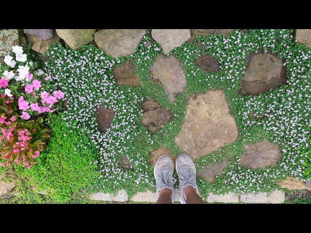 Ground Covers That Perform in My Garden