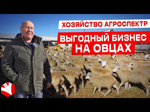 Выгодный бизнес на овцах | Овцеводство | КУЛЬТИВАТОР