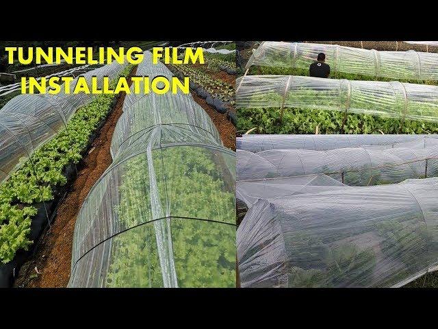 v52: How to install Tunneling Film for lettuce and other leafy plants.