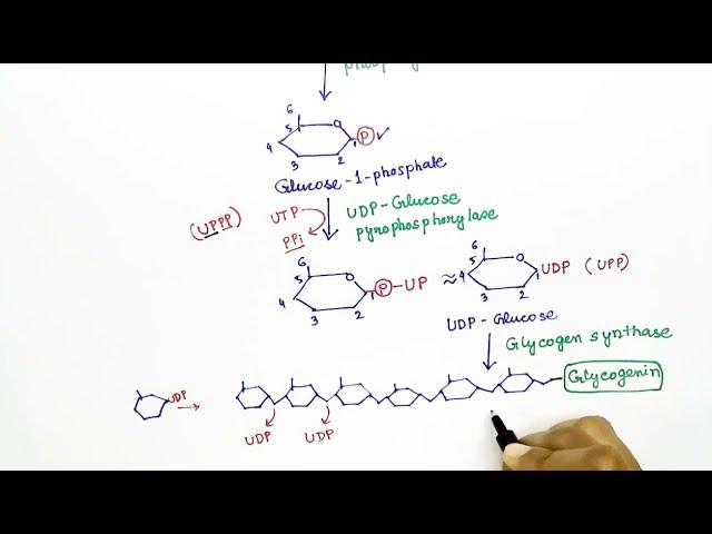 Glycogenesis (Hindi) by Snigdha Goswami