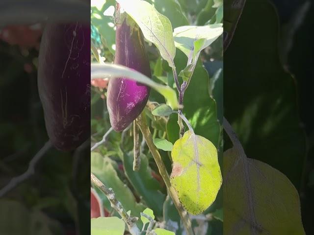 After put a net for my veggies, finally I got my eggplant  for dinner tonight 