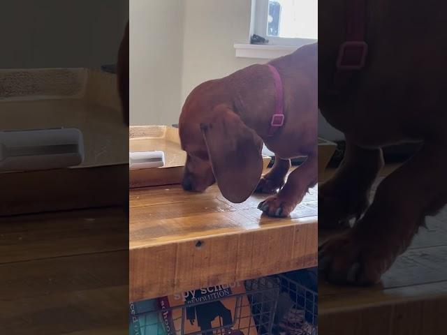 Her turn got skipped #dog #mydog #dachshund #cute #dachshundpuppy #1k #ad #edits #lazy #phonk