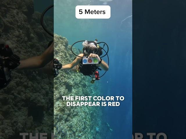 Why does everything look blue underwater? 