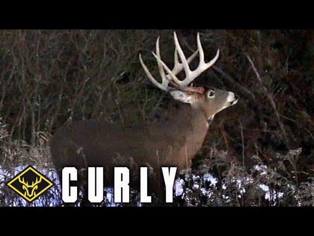 The Hunt for Curly | 185" BUCK arrowed FROM THE GROUND!