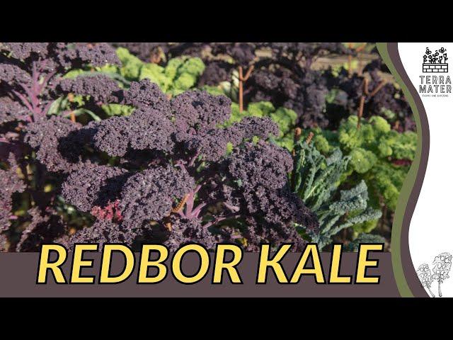 Redefining Elegance with REDBOR KALE (Brassica oleracea) | Vibrant Foliage for Your Garden!