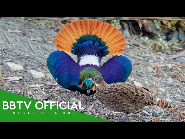 30 Most Beautiful Creatures On Earth (Order Galliformes) | Wildlife Documentary | BBTV Official