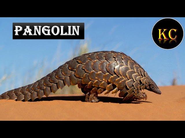 PANGOLIN... ONLY ANIMAL HAVING BULLET PROOF BODY