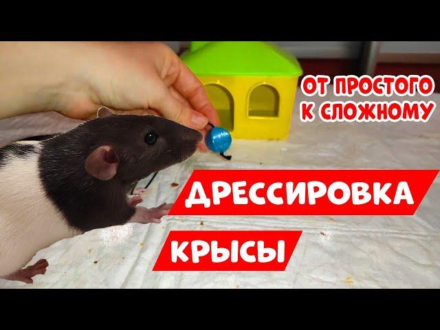 ДРЕССИРОВКА КРЫС | КАК ДРЕССИРОВАТЬ КРЫСУ | ОТ ПРОСТОГО К СЛОЖНОМУ