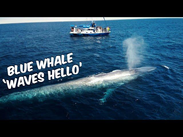 Blue Whale 'Waves Hello'  | Blue Whale Watching Off Dana Point, CA