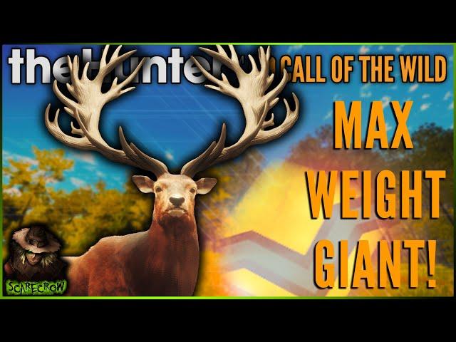 Max Weight Super Tight Rack Diamond Red Deer & SOOOO Much More! Call of the wild