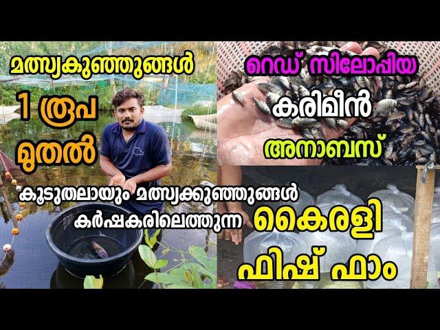 തിലാപ്പിയ വളർത്തൽ | Thilapia Fish Farming Kerala | karimeen Farm | കരിമീൻ വളർത്തൽ  | Fish seeds