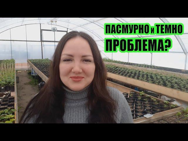 Как правильно выращивать саженцы ежевики и малины, если на улице пасмурно и темно