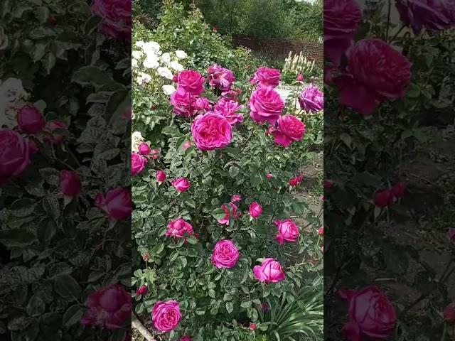 Розпач.