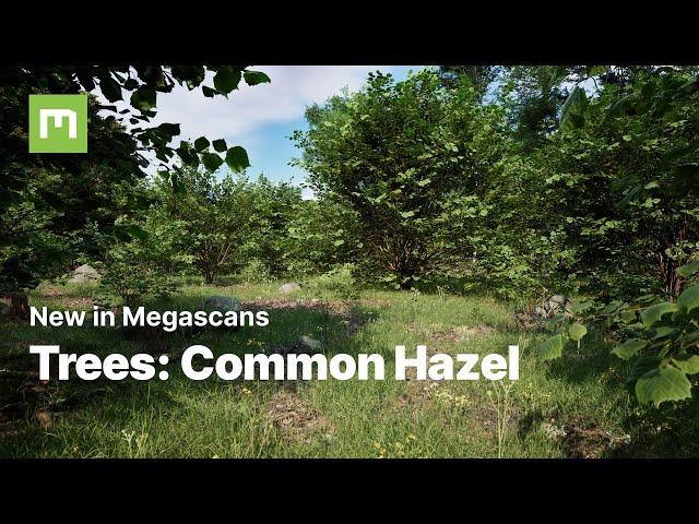 What's new in Megascans? Ep. 11 | Trees Special