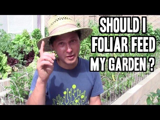 Should I Foliar Feed My Plants? and more Organic Gardening Q&A