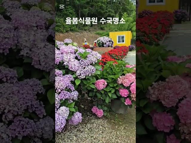 #율봄식물원 #퇴촌여행 #퇴촌가볼만한곳 #수국명소 #주말가볼만한곳 #shorts
