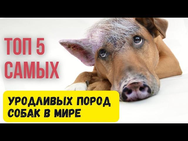 ТОП 5 УРОДЛИВЫХ ПОРОД СОБАК В МИРЕ