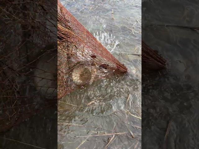 РЫБАЛКА НА ФИТИЛЬ  ЩУКИ НАЛИМЫ #рыбалка #fishing #щука #налим #окунь #чебак