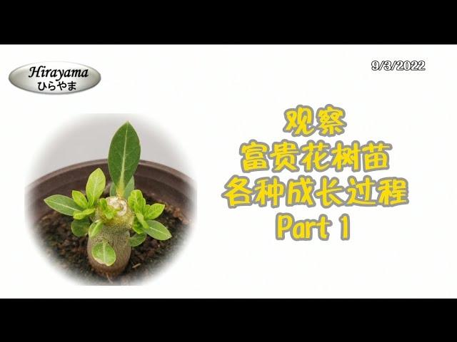 观察 ~ 富贵花 | 沙漠玫瑰 树苗各种成长过程 Part 1