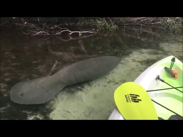 Baby Manatee at Weeki Wachee Springs, Florida