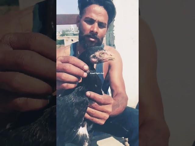 Aseel fight club # paltti pathi# new short video #punjabiaseel#