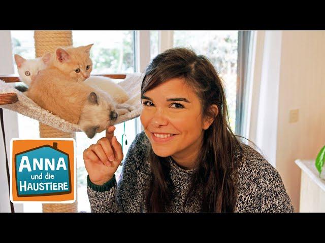 Britisch Kurzhaar Katze | Information für Kinder | Anna und die Haustiere