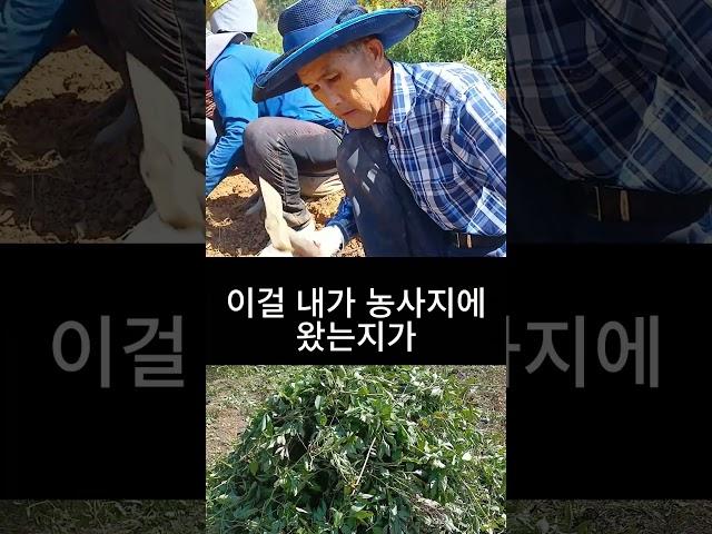 작약농사의 달인을 만나다