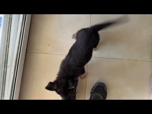 The Two Puppies are Doing Good! ️ - Takis Shelter