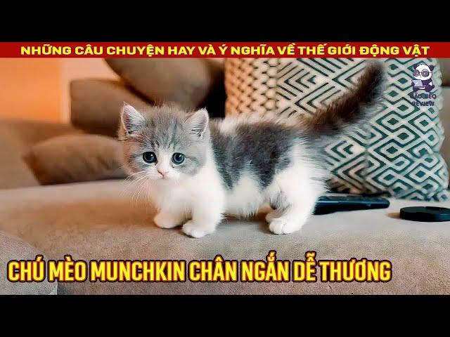 Cô gái chia sẻ quá trình nuôi một chú Mèo Anh chân ngắn dễ thương || Review Con Người và Cuộc Sống