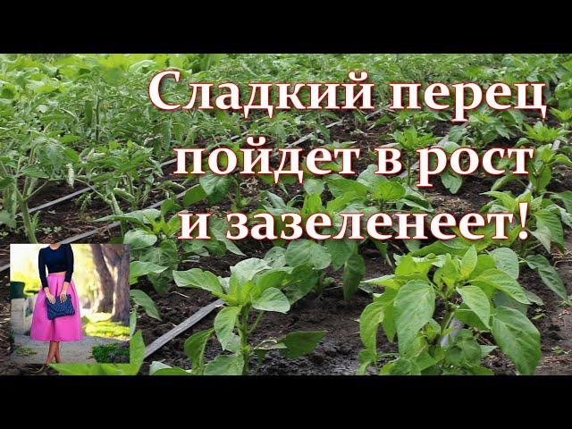 Pepper does not grow in height. Feeding peppers in June. What to do to make the pepper grow