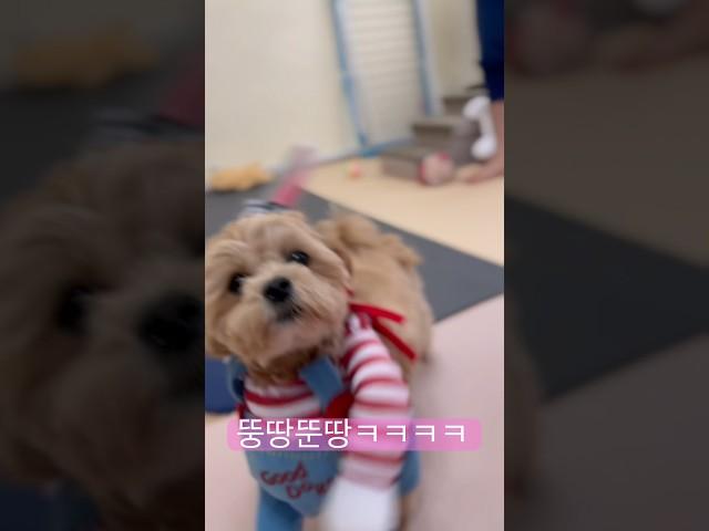 #반려견 #funny 처키 강아지옷 귀여워 죽어 ㅠㅠ #dog 말티푸