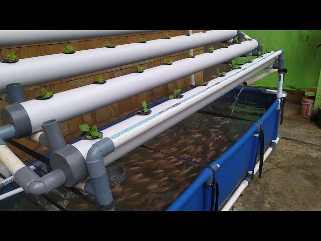 DIY : How to make Simple RAS system Tilapia Ponds || Aquaponic System (part 2)