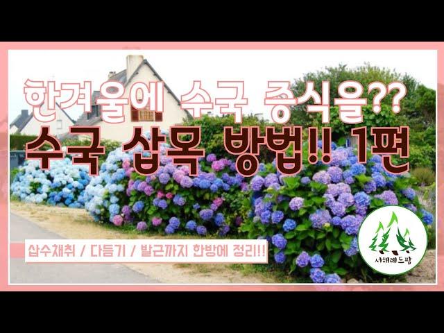 한겨울 수국 삽목방법 수국 증식 방법!! (1편) 겨울에도 가능한 수국 삽목 비법 모두공개!!