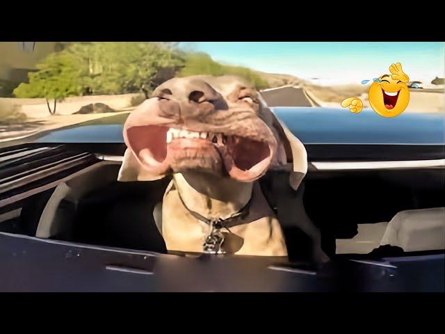 Try Not To Laugh Cats And Dogs Videos   Best Of The 2024 Funny Animal Videos 