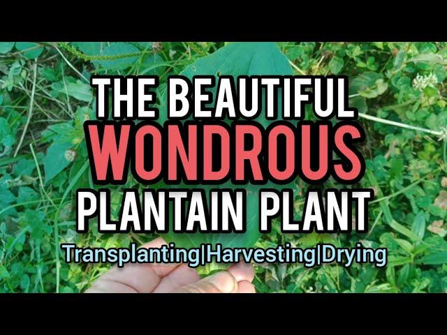 The Beautiful Wondrous Plantain Plant - Ann's Tiny Life