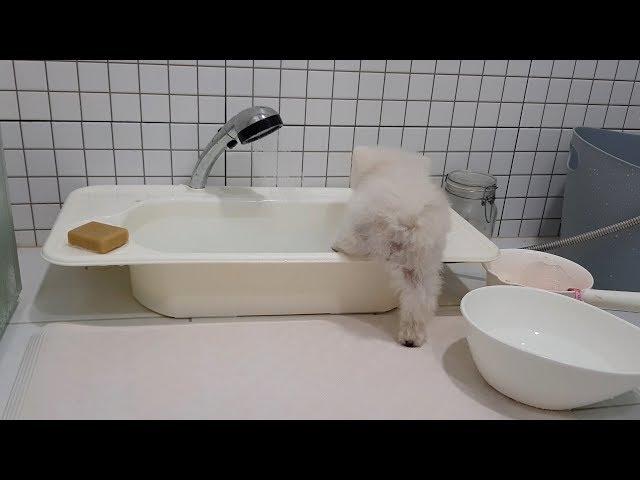 A puppy going into the bathtub by herself (Pome dog self-going into the water)