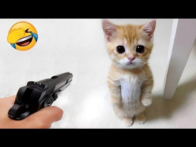 funny cat videos try not to laugh cute cats