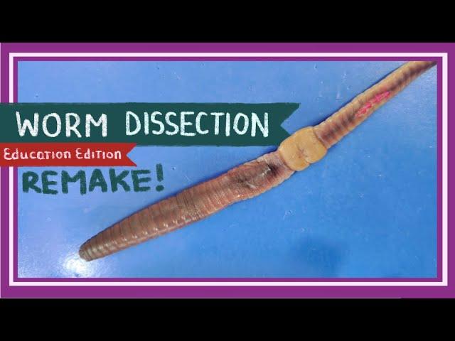 Worm Dissection (Remake) || If You Cut a Worm in Two [EDU]