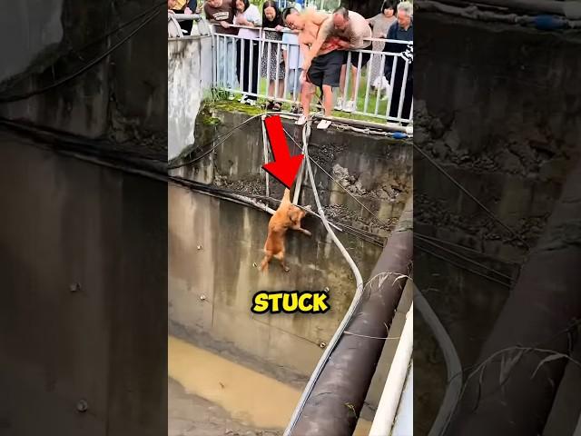 Brave Men Help Dog 