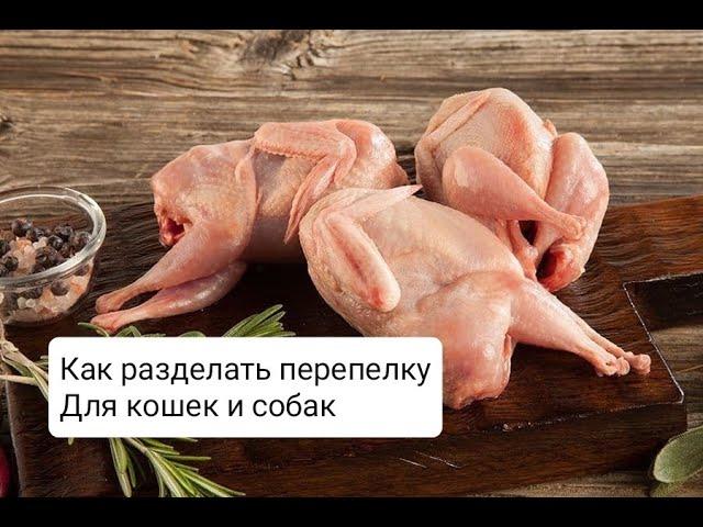 ПЕРЕПЛКА В ПИТАНИИ ЩЕНЯТ И КОТЯТ.  КАК ДАВАТЬ ПЕРЕПЕЛКУ ЩЕНКАИ?