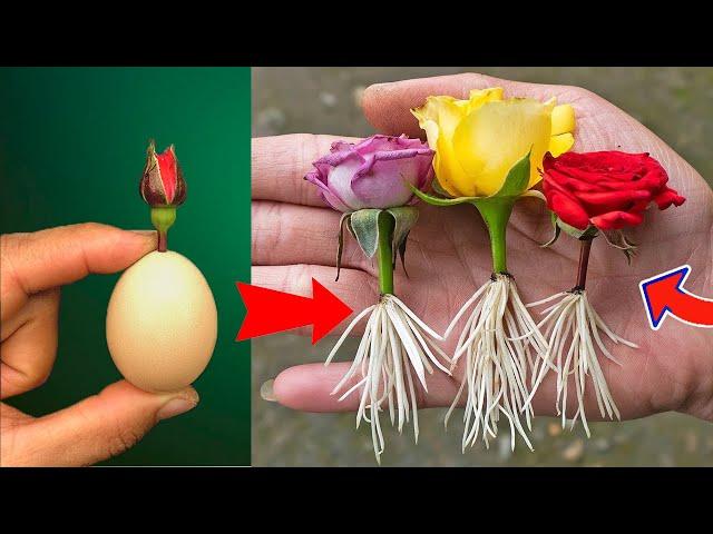 The method of growing roses from flower buds the whole world does not know