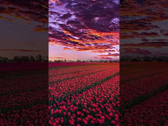 The Beauty Of Nature #shorts #ag.arpon.vlogs #beautiful