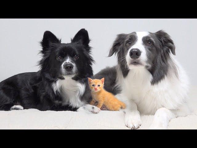 Rescued Tiny Kitten Leads His Pack Of Border Collie Dogs