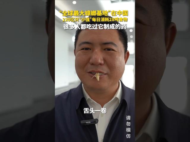 四川西昌，有一座全球最大的美洲大蠊养殖基地，养着220亿只“小强”，每天“吃掉”28吨食物。别害怕，很多人其实都“吃”过它，它们正是康复新液等药物的原材料，能用于促进组织修复、消炎、治疗口腔溃疡等。