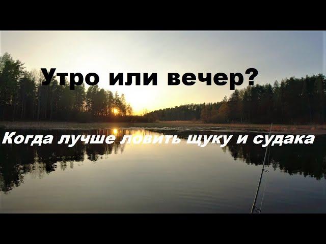 Утро или вечер? Когда ловить хищника.