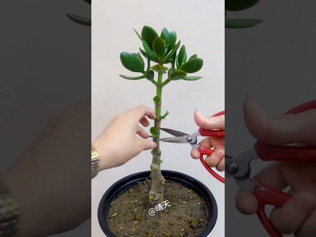 Technique pruning jade plant #bonsai #prune #gardenplant #indoorplants