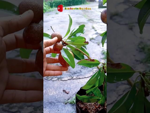 the best way to plant sapodilla is guaranteed to work.#aminatagarden#garden#plant#grow#short#shorts