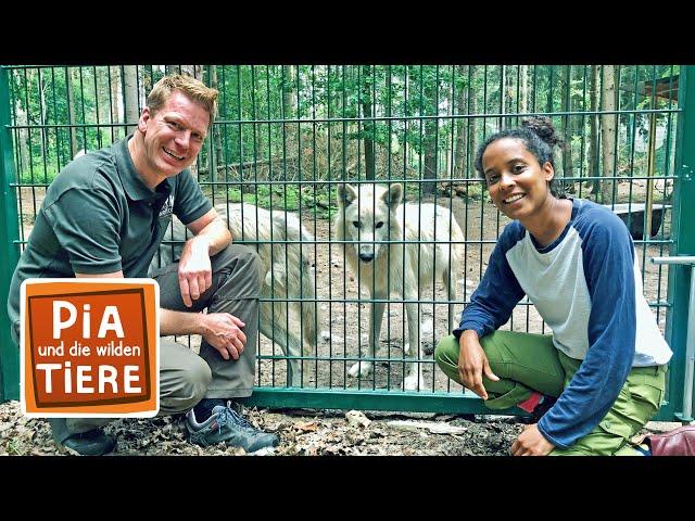 Die mit dem Wolf heult | Reportage für Kinder | Pia und die wilden Tiere